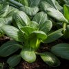 Pak Choi Hanakan F1 - Brassica rapa var rosularis - semiačka - 70 ks Pak Choi Hanakan F1 - Brassica rapa var rosularis - semiačka - 70 ks