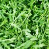 BIO divoká rukola úzkolistá - Wild rocket - Diplotaxis tenuiflora - bio semená - 250 ks BIO divoká rukola úzkolistá - Wild rocket - Diplotaxis tenuiflora - bio semená - 250 ks