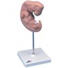 Model ľudského embrya - 25 krát životná veľkosť (Anatomické modely) Model ľudského embrya - 25 krát životná veľkosť (Anatomické modely)