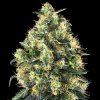 Sensi Seeds - Super Skunk Automatic 1 ks - Semená neobsahujú THC Sensi Seeds - Super Skunk Automatic 1 ks - Semená neobsahujú THC