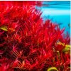 AQZ Rotala Blood Red Rastliny: /in-Vitro LAB Ø 7 cm/ AQZ Rotala Blood Red Rastliny: /in-Vitro LAB Ø 7 cm/