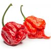 Chilli 7 Pot Primo - Capsicum chinense - predaj semien - 6 ks Chilli 7 Pot Primo - Capsicum chinense - predaj semien - 6 ks