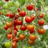 BIO Divoká paradajka Rote Murmel - Solanum pimpinellifolium - bio semená - 6 ks BIO Divoká paradajka Rote Murmel - Solanum pimpinellifolium - bio semená - 6 ks