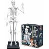 Stavebnica BUKI France Obria ľudská kostra 85 cm (3700802104919) Stavebnica BUKI France Obria ľudská kostra 85 cm (3700802104919)
