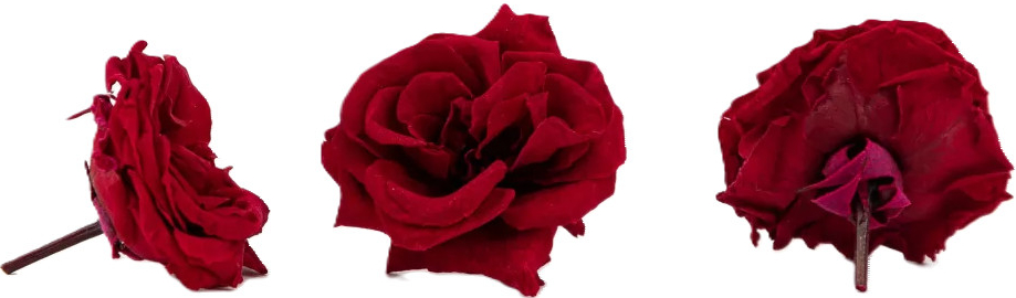 Stabilizovaná ruža divoká - červená Kus: 1