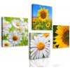 Set obrazov krásne letné lúčne kvety Set obrazov krásne letné lúčne kvety