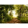DIMEX fototapeta Park MS-5-0093 - 375 x 250 cm (150g VLIES - LEPIDLO ZADARMO) DIMEX fototapeta Park MS-5-0093 - 375 x 250 cm (150g VLIES - LEPIDLO ZADARMO)