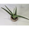 Aloe Vera Aloe Vera