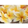 DIMEX fototapeta Plumeria MS-5-0140 - 375 x 250 cm (150g VLIES - LEPIDLO ZADARMO) DIMEX fototapeta Plumeria MS-5-0140 - 375 x 250 cm (150g VLIES - LEPIDLO ZADARMO)