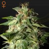 Green House Seed - Afgooey 10 ks - Semená neobsahujú THC Green House Seed - Afgooey 10 ks - Semená neobsahujú THC