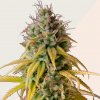 Kera Seeds - Zkittles 10 ks - Semená neobsahujú THC Kera Seeds - Zkittles 10 ks - Semená neobsahujú THC