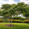 Albízia ružová (Albizia Julibrissin) - výška 300-350 cm, kont. C130L - VIACKMENNÁ Albízia ružová (Albizia Julibrissin) - výška 300-350 cm, kont. C130L - VIACKMENNÁ