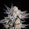 Expert Seeds - Expert Gorilla Auto 3 ks - Semená neobsahujú THC Expert Seeds - Expert Gorilla Auto 3 ks - Semená neobsahujú THC