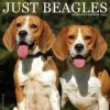 Beagles 12 X 12 Wall 2026