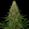 Propaganja Seeds Red Neck Poison semienka neobsahujú THC 5 ks
