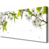 Obraz na plátne Plátky príroda 100x50 cm Obraz na plátne Plátky príroda 100x50 cm