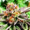 The Kush Brothers Seeds - Dosidoss 3 ks - Semená neobsahujú THC The Kush Brothers Seeds - Dosidoss 3 ks - Semená neobsahujú THC
