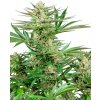 Sensi Seeds Cannabis Seeds Malibu OG Gold Feminizované, 3-10 ks 5 ks Sensi Seeds Cannabis Seeds Malibu OG Gold Feminizované, 3-10 ks 5 ks