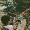 Unknown Mortal Orchestra - V (Limited Edition) (Gold Nugget Legendary Edition Coloured) (2 LP) Unknown Mortal Orchestra - V (Limited Edition) (Gold Nugget Legendary Edition Coloured) (2 LP)