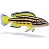 Aquascaperi Cichlidka bojovná - Julidochromis / ornatus Aquascaperi Cichlidka bojovná - Julidochromis / ornatus