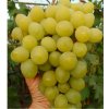 Vinič VALJOK premium rezistent stolový veľmi skorý veľmi veľké bobule