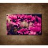 Obraz - Ružové gerbery 90x60cm Obraz - Ružové gerbery 90x60cm
