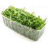 Šalát - Rucola 400g praná, I.trieda Šalát - Rucola 400g praná, I.trieda