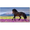 Foto obraz akrylový na stenu Kôň na poli levandule 100x50 cm Foto obraz akrylový na stenu Kôň na poli levandule 100x50 cm