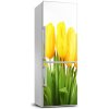 Nálepka fototapeta Žlté tulipány 60x180 cm Nálepka fototapeta Žlté tulipány 60x180 cm