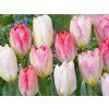 Tulipán Flaming Purissima 3 ks v kont. 0,5 l Tulipán Flaming Purissima 3 ks v kont. 0,5 l