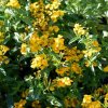 Aksamietnica mexická - Tagetes lucida - semená aksametnice - 0,2 g Aksamietnica mexická - Tagetes lucida - semená aksametnice - 0,2 g