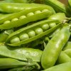 Hrach dreňový Sienna - Pisum sativum - predaj semien - 60 ks Hrach dreňový Sienna - Pisum sativum - predaj semien - 60 ks