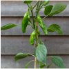 BIO Chilli Pimientos De Padron - Capsicum annuum - predaj semien - 7 ks BIO Chilli Pimientos De Padron - Capsicum annuum - predaj semien - 7 ks