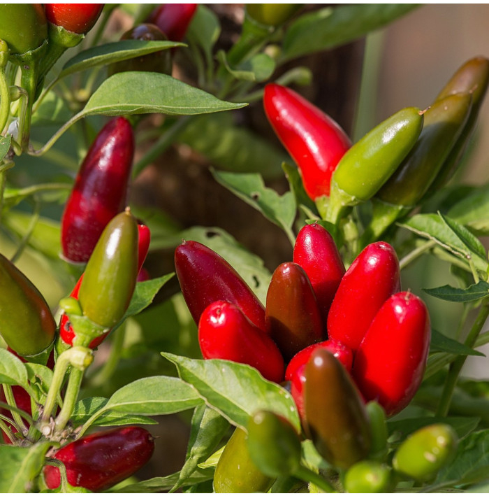 Chilli Jalapeno - Capsicum Annuum - semená chilli - 6 ks