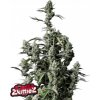 Fast Buds Cannabis Seeds Gorilla Zkittlez Auto 3 ks Fast Buds Cannabis Seeds Gorilla Zkittlez Auto 3 ks