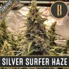Blimburn Seeds Feminizované semená kanabisu Silver Surfer Haze 3 ks Blimburn Seeds Feminizované semená kanabisu Silver Surfer Haze 3 ks