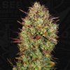 T.H.Seeds™ Cannabis Seeds Auto MK-Ultra™, rôzne balenie, feminizované 5+1 ks T.H.Seeds™ Cannabis Seeds Auto MK-Ultra™, rôzne balenie, feminizované 5+1 ks