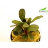 Bucephalandra catherine - zväzok Bucephalandra catherine - zväzok