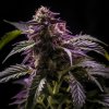 Vision Seeds - Blueberry Bliss Auto 5 ks - Semená neobsahujú THC Vision Seeds - Blueberry Bliss Auto 5 ks - Semená neobsahujú THC