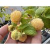 Malina žltá (Rubus idaeus) 'GOLDEN QUEEN'®, výška: 20-30 cm, kont. P9/P11 Malina žltá (Rubus idaeus) 'GOLDEN QUEEN'®, výška: 20-30 cm, kont. P9/P11
