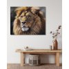 ZUTY Obrazy na stenu - Portrét leva Rámovanie: vypnuté plátno na rám, Rozmer: 80x100 cm ZUTY Obrazy na stenu - Portrét leva Rámovanie: vypnuté plátno na rám, Rozmer: 80x100 cm