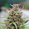 Kannabia Seeds - Baby Boom Auto 25 ks - Semená neobsahujú THC Kannabia Seeds - Baby Boom Auto 25 ks - Semená neobsahujú THC