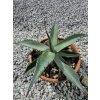 Agave parrasana v šírke 35 cm Agave parrasana v šírke 35 cm