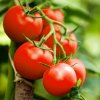 Paradajka Sláva Porýnie - Lycopersicon lycopersicum L. - predaj semien - 20 ks Paradajka Sláva Porýnie - Lycopersicon lycopersicum L. - predaj semien - 20 ks