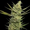 Eva Seeds - Gipsy Haze 100 ks - Semená neobsahujú THC Eva Seeds - Gipsy Haze 100 ks - Semená neobsahujú THC