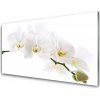 Nástenný panel Kvetiny rastlina 100x50 cm Nástenný panel Kvetiny rastlina 100x50 cm
