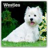 West Highland White Terriers Westhighland White Terrier Westies 16 Monats 2026