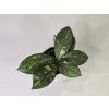 Baby Hoya Callistophylla Sabah Baby Hoya Callistophylla Sabah