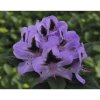 Rododendron x hybrid 'Metallica' výška 30-40 cm kvetináč 5 l Rododendron x hybrid 'Metallica' výška 30-40 cm kvetináč 5 l