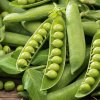 Hrach a bôb semená 40 g Hrach a bôb semená 40 g